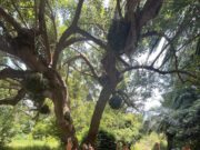 El Jardí Marimurtra de Blanes tanca el 2025 amb un rècord històric de 235.000 visitants coincidint amb el centenari