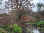 L’ACA impulsa un projecte per restaurar ambientalment un tram de la Tordera a Fogars de la Selva