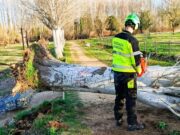Les brigades municipals intervenen per retirar un arbre caigut al parc Monar a causa de la ventada