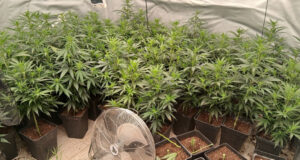 Dos detinguts a Lloret de Mar per tenir 350 plantes de marihuana i 64.500 euros en efectiu en dos domicilis