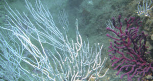 L’exposició prolongada a microplàstics altera el metabolisme de les gorgònies mediterrànies, segons un estudi