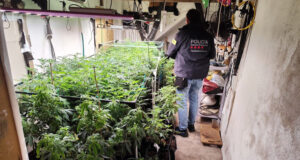 Dos detinguts per tenir més de 180 plantes i un quilo i mig de cabdells de marihuana en un pis a la Bisbal d’Empordà