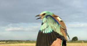 La presència de gaig blau es consolida a l’Alt i al Baix Empordà amb el naixement de 151 polls durant el 2025