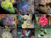El CEAB de Blanes revela que les esponges van transformar el silici tòxic dels oceans primitius en un “motor” evolutiu