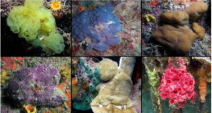 El CEAB de Blanes revela que les esponges van transformar el silici tòxic dels oceans primitius en un “motor” evolutiu
