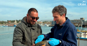 Rescatats 65 exemplars de fauna marina al litoral català durant el primer trimestre del 2026, un 6% menys