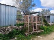 Una gossera il·legal amagava una plantació secreta a Cassà de la Selva