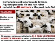 Alarma al sector ramader després del robatori de 40 ovelles a Maçanet de la Selva